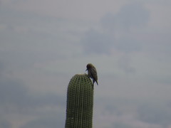 Melanerpes hypopolius