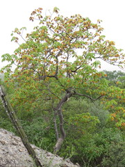 Gyrocarpus mocinoi