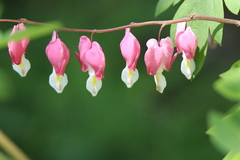 Lamprocapnos spectabilis