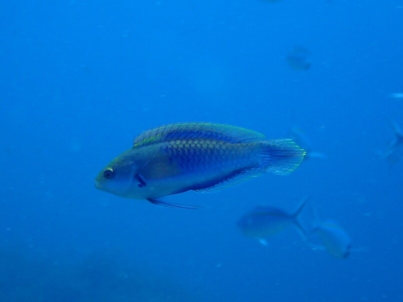 Ryukyu Fairy Wrasse