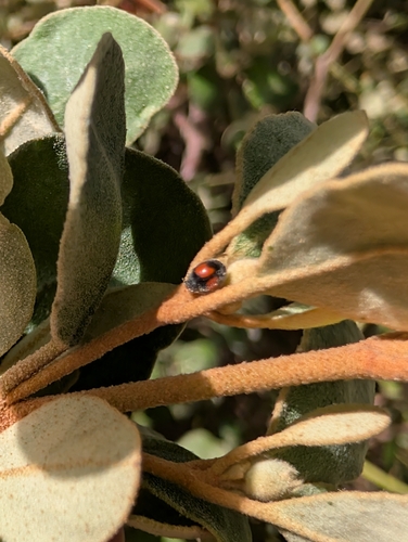 Minute two-spotted ladybird photo 2
