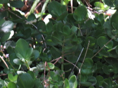 Crassula multicava multicava