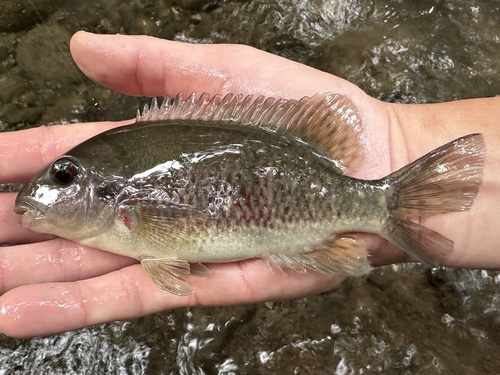 Tuba cichlid (Tomocichla tuba) — Cichlidae — 2