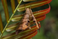 Marumba saishiuana