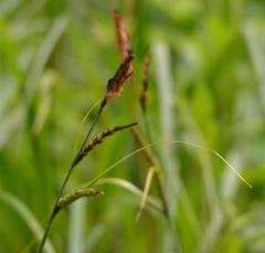 Carex acutiformis