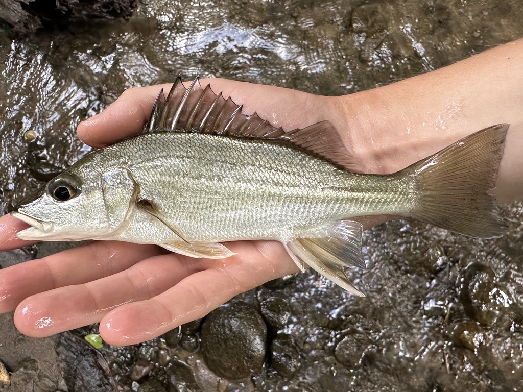 Burro grunt (Pomadasys crocro) — Haemulidae
