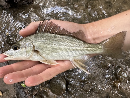 Burro grunt (Pomadasys crocro) — Haemulidae