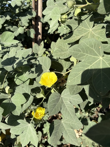 Gossypium tomentosum observed 2025-12-02
