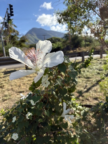 Hibiscus arnottianus observed 2025-12-02
