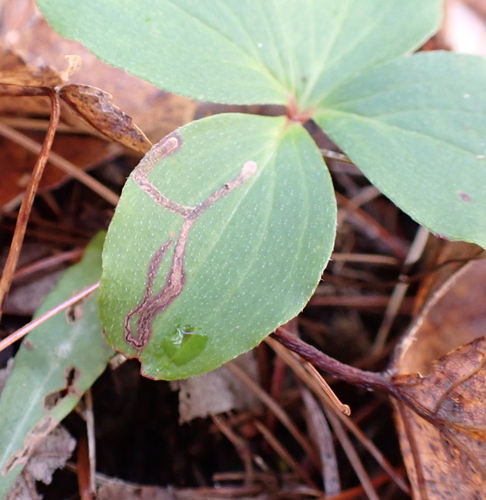Unknown species found near Strafford, New Hampshire, United States