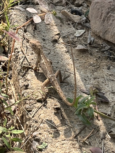 Indian Garden Lizard