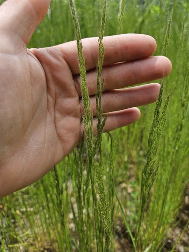 Dense Silky-bent (Apera interrupta)