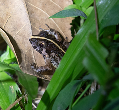 Finch's Wart Frog photo 5