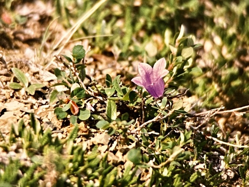 Mountain Harebell (Campanula lasiocarpa)