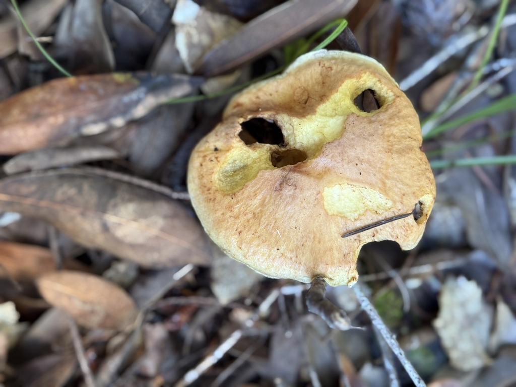 Suillus caerulescens · November 2025 · photo: © rogerraiche (iNaturalist, cc-by)