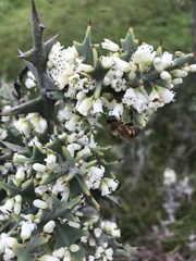 Colletia paradoxa