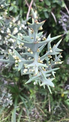 Colletia paradoxa