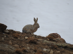 Lepus oiostolus