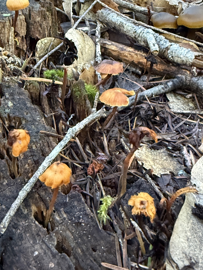 Xeromphalina cauticinalis · November 2025 · photo: © rogerraiche (iNaturalist, cc-by)