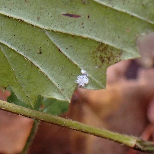 Trialeurodes pergandei