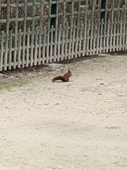 Sciurus vulgaris