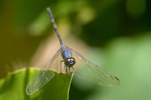 Halfshade Dropwing