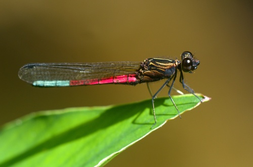 Blue-tipped Jewel