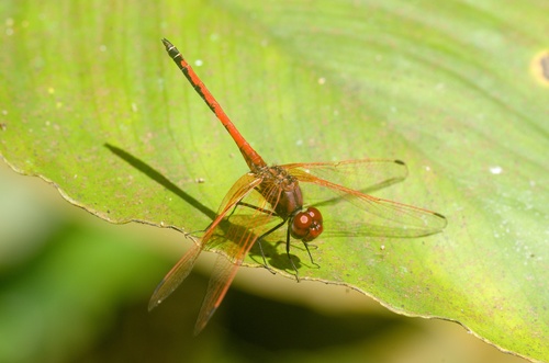 Red-veined Dropwing