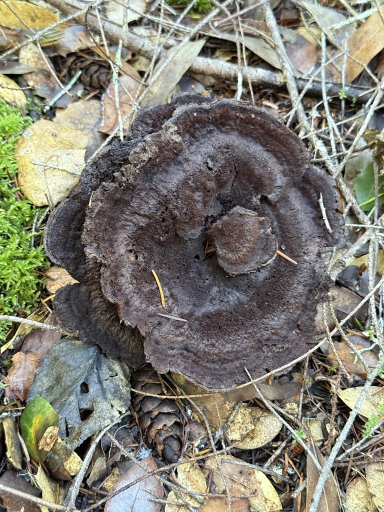 Phaeolus hispidoides · November 2025 · photo: © rogerraiche (iNaturalist, cc-by)