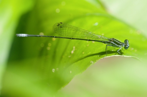 Elattoneura nigra