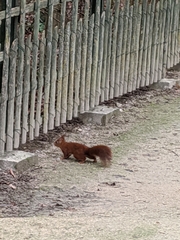 Sciurus vulgaris