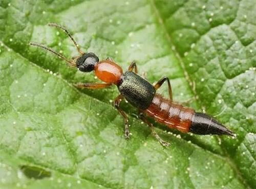 Paederus fuscipes