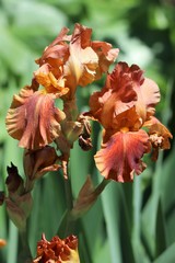 Iris × hybrida