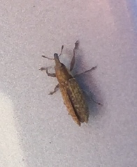 Lixus brevirostris
