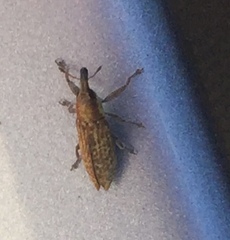 Lixus brevirostris