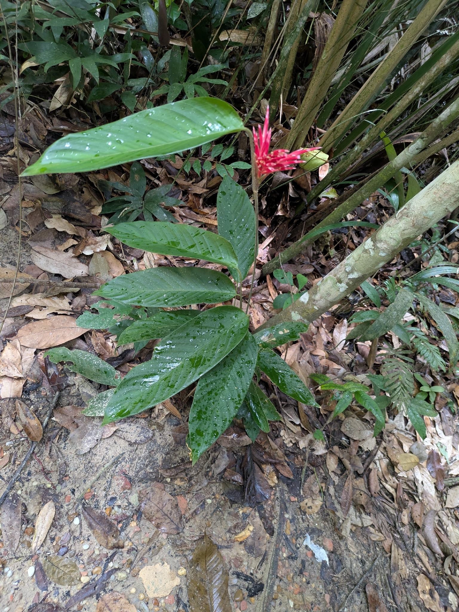 Monotagma densiflorum