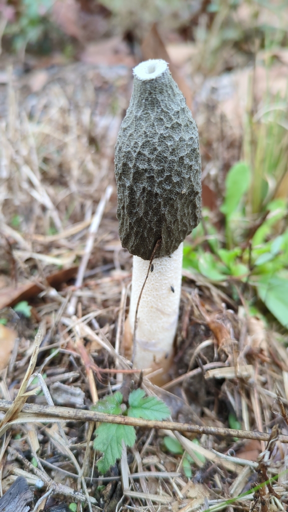 Phallus ravenelii · December 2025 · photo: © dwilkins (iNaturalist, cc-by)