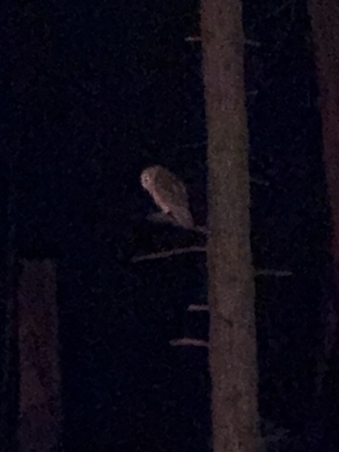 View observation of {o.common_name} on iNaturalist