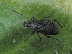 Otiorhynchus pinastri