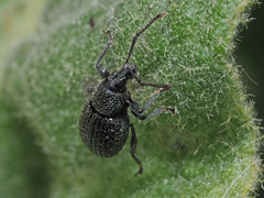 Otiorhynchus pinastri