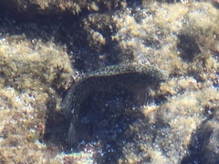 Parablennius parvicornis