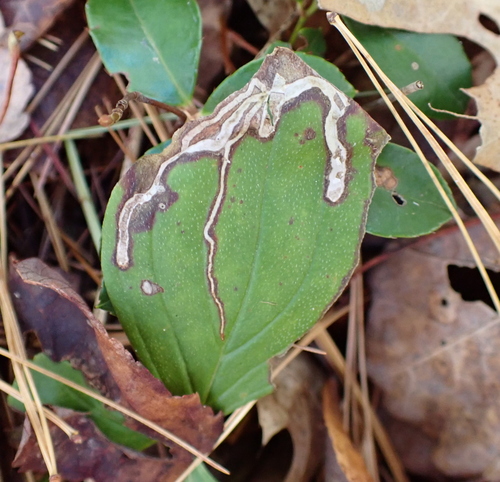 Unknown species found near Strafford, New Hampshire, United States