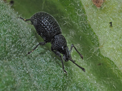Otiorhynchus pinastri