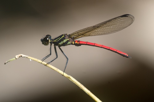Blue-faced Jewel