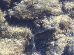 Parablennius parvicornis