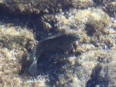 Parablennius parvicornis