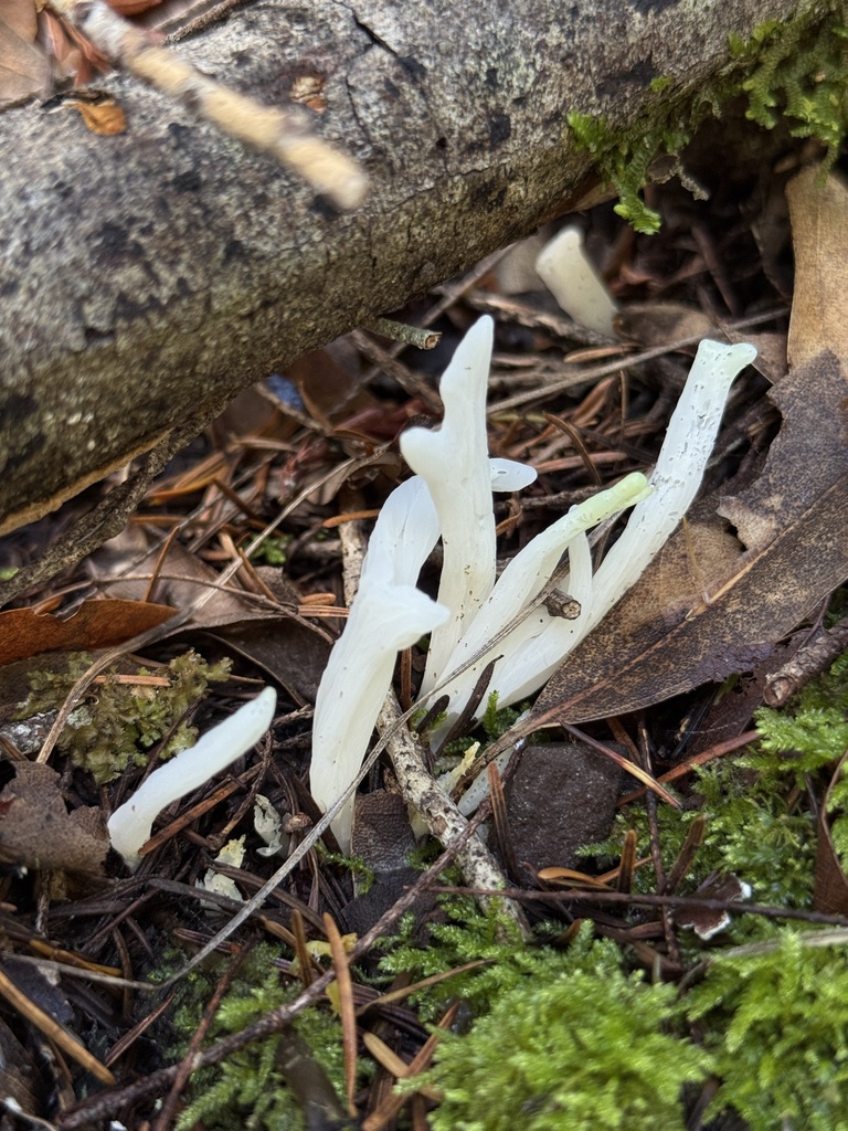 Clavaria fragilis · November 2025 · photo: © rogerraiche (iNaturalist, cc-by)
