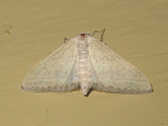 Lobocleta