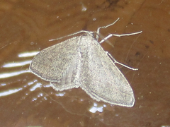 Lobocleta