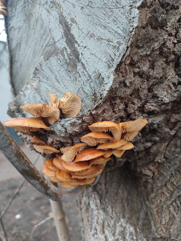 Flammulina · December 2025 · photo: © passingthrough (iNaturalist, cc-by)